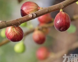 供銷農場結出首批果