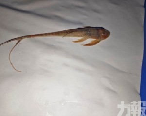大橋海關辦全國外來種首案