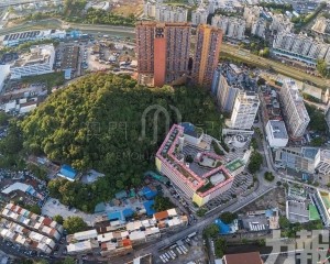 百年青洲山 翠影照古今