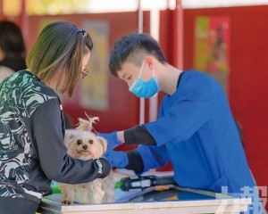 市政署籲飼主帶犬隻接種疫苗
