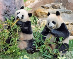 澳門與大熊貓結緣十七載