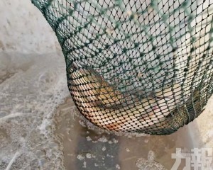 南魚北養擴戈壁漁場