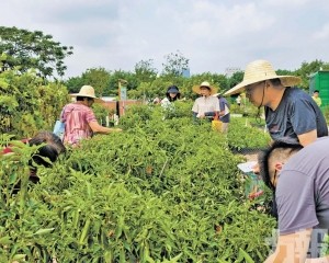 這片田長出琴澳共生新圖景