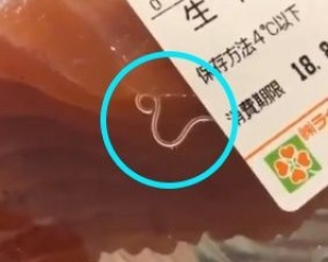 愛吃生魚片注意 研究指魚類寄生蟲近40年內激增2倍 澳門力報官網