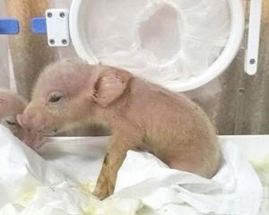 中國科學家培育全球首隻猴豬混種動物
