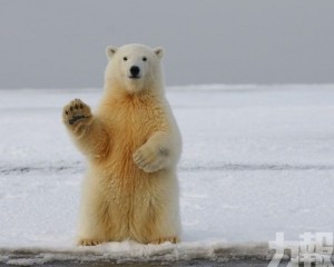 北極熊恐將在80年內滅絕！