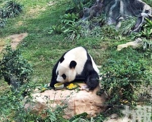 大熊貓館初一至初十免費開放