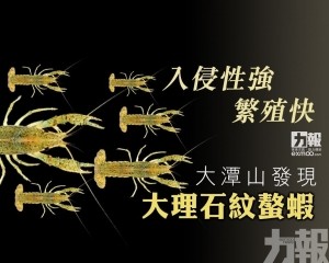 大潭山發現大理石紋螯蝦