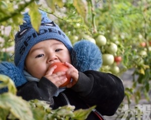 新疆蕃茄1月已遭美禁止進口