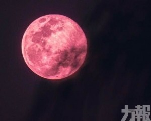 「超級粉紅月亮」今晚登場！