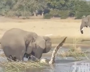 贊比亞母象巨足踩死鱷魚