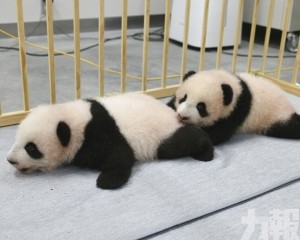 雙胞胎熊貓仔1月​亮相