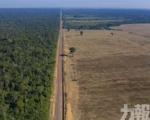 亞馬​遜被砍伐規模創逾15年新高