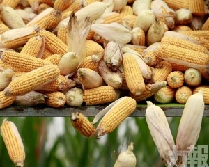 中國向美購入108萬噸玉米