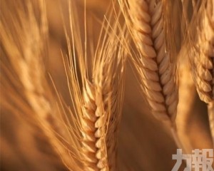 小麥遭斷供 逾半麵粉廠停運