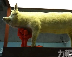 「豬堅強」標本對外展出
