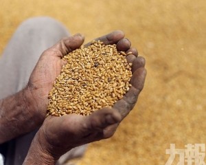 印度臨時禁止出口小麥
