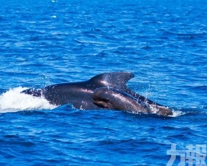 疑遭鯨魚撞擊釀五死慘劇