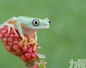 進出口商須留意新納入貿易管制的物種