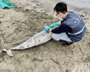 黑沙海灘發現一具江豚屍體