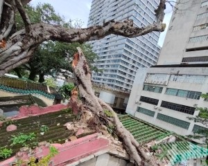 暴雨再加重樹枝重量致斷枝