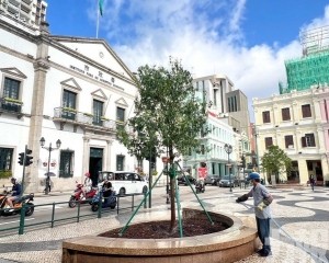 市政署：議事亭前地補植樟樹