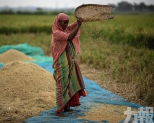 大米價格升至12年來最高