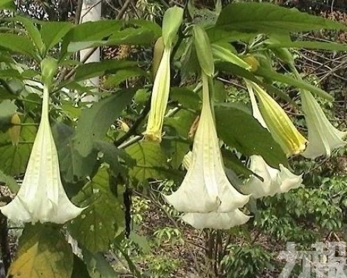江蘇六旬翁中「情花毒」