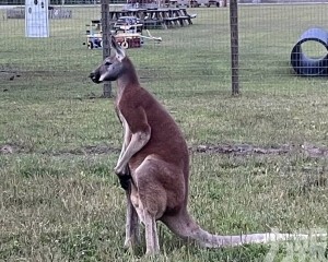 美動物農莊員工死亡