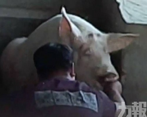  涉事屠場半年被查兩次