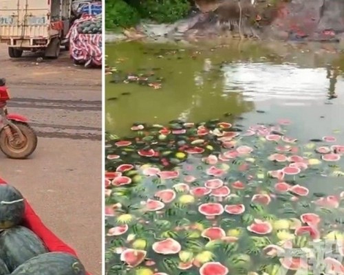 瓜農嘆：不如扔池塘餵魚