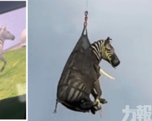 「打飛的」回家超萌