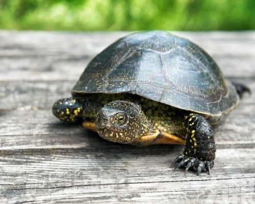 飼主判賠130萬元