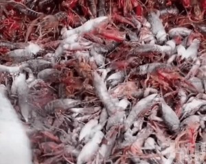 專家：長期攝入恐致腎結石
