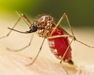 累計確診478宗皆為輕症
