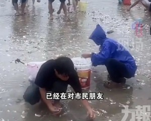 深汕居民趕海收穫滿滿