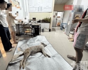 寵物店被指隱瞞真相拒提供監控