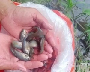 廣東5,000條「滅蚊魚」上崗
