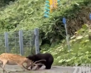 當街獵殺活鹿驚呆路人