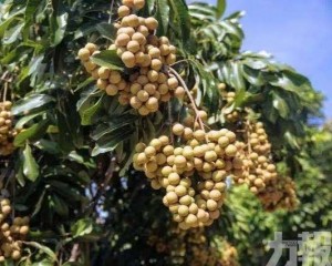 高州龍眼進軍大灣區　