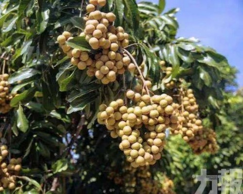高州龍眼進軍大灣區　