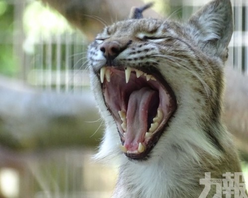 丹麥動物園拿來餵掠食動物　
