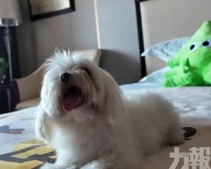 日薪百元「陪瞓狗」引法律關注