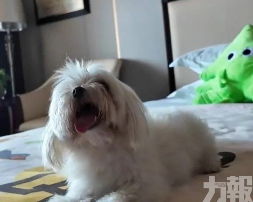 日薪百元「陪瞓狗」引法律關注
