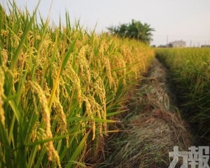 米價跌至八年新低