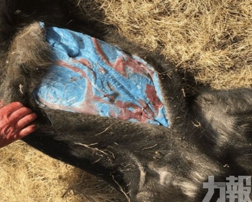 誤食強效滅鼠藥恐危及生態鏈