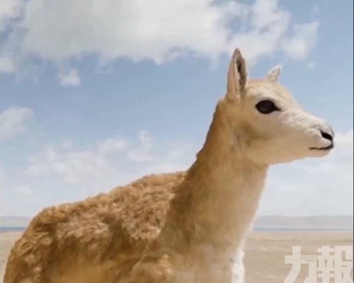 AI機器人助力野生動物保護