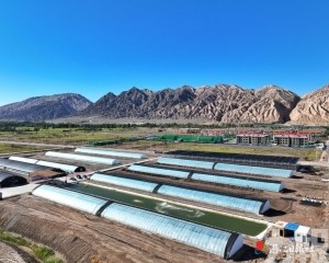讓新疆水產「游」入大灣區