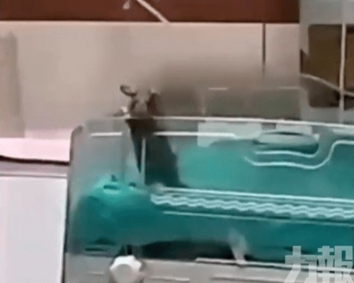 兩名新生兒疑被老鼠咬死