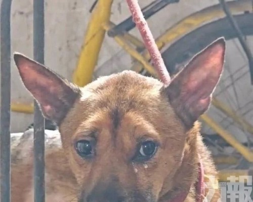 忠犬死守半年瘦成皮包骨